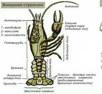 Органом зрения речного рака служат