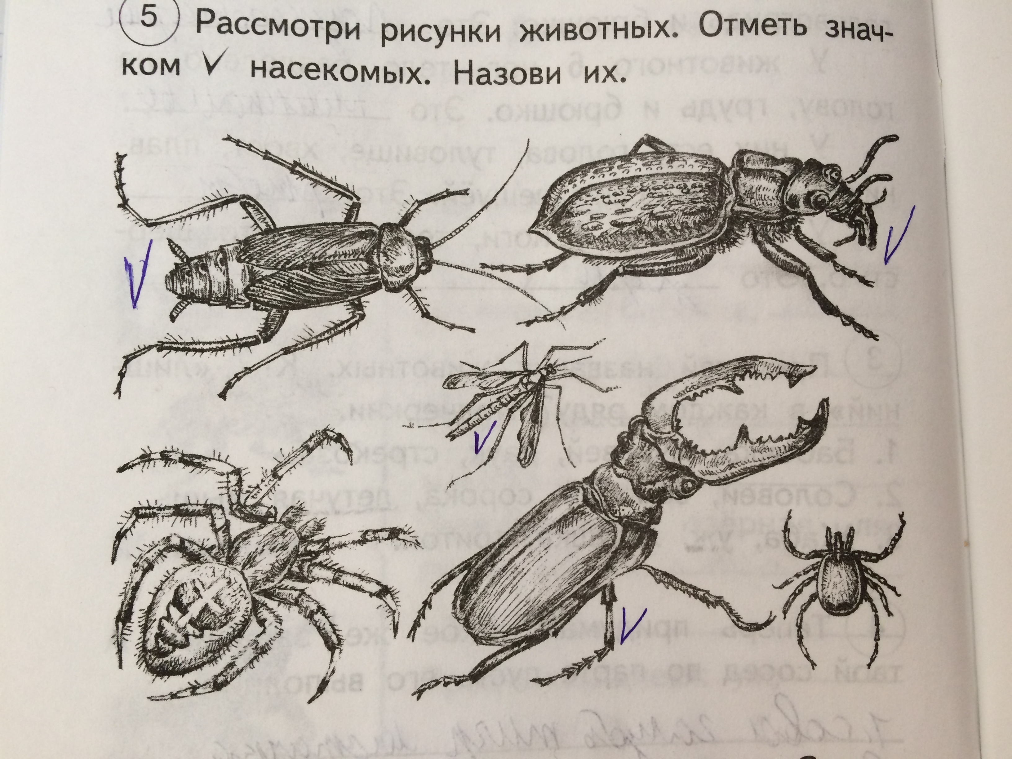 Рассмотри рисунок отметь