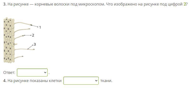 На рисунке корневые волоски под микроскопом что изображено на рисунке под цифрой 2