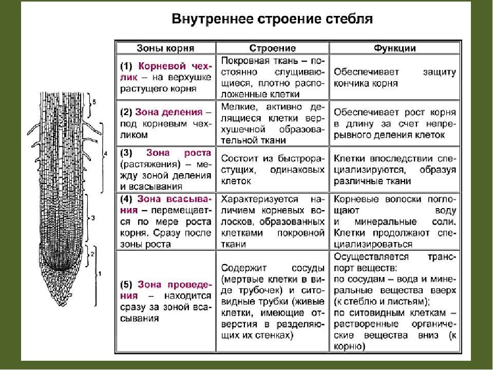 Составная часть схемы которая выполняет определенную функцию в изделии и не может быть разделена