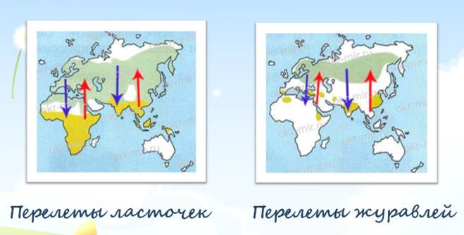 Покажите на карте направление. Перелёты ласточек и журавлей схема. Перелеты ласточек и журавлей на карте окружающий мир 1 класс. Схема осенних перелетов ласточек и журавлей. Схема перелетов ласточек.