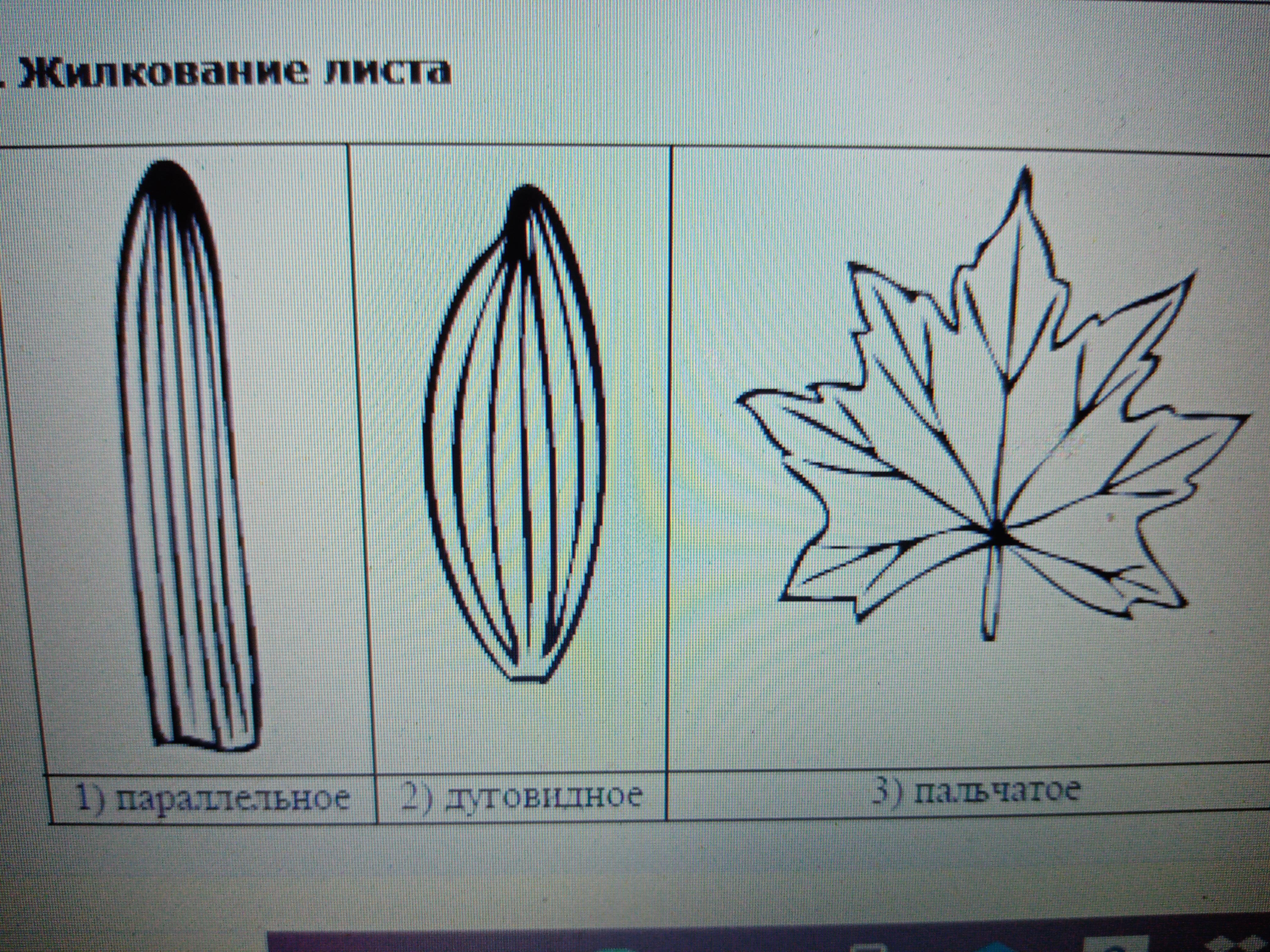 Рассмотрите рисунок опишите его