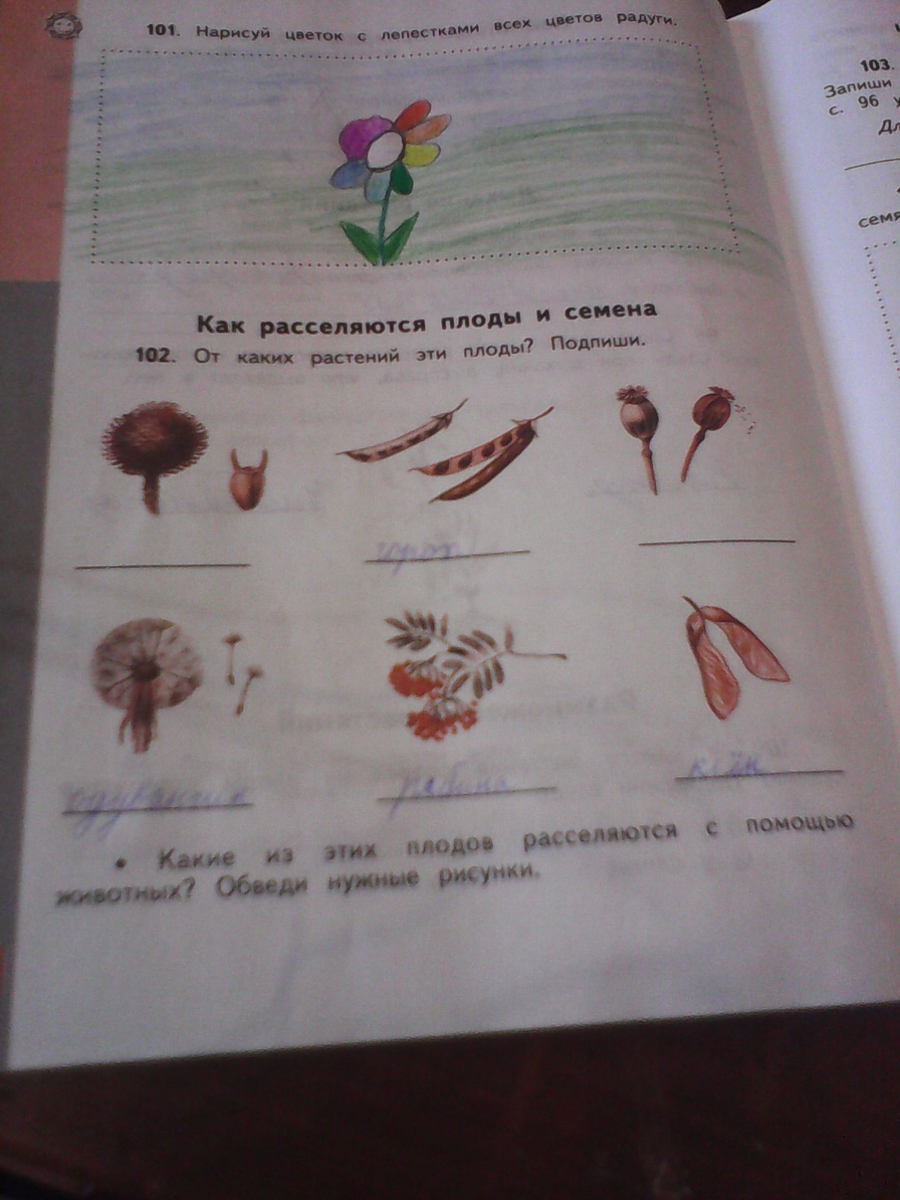 Соедини рисунки растений и птиц с помощью. От каких растений эти плоды. Какие плоды расселяются с помощью животных. Каких растений эти плоды Подпиши. Какие плоды растений расселяются с помощью животных.