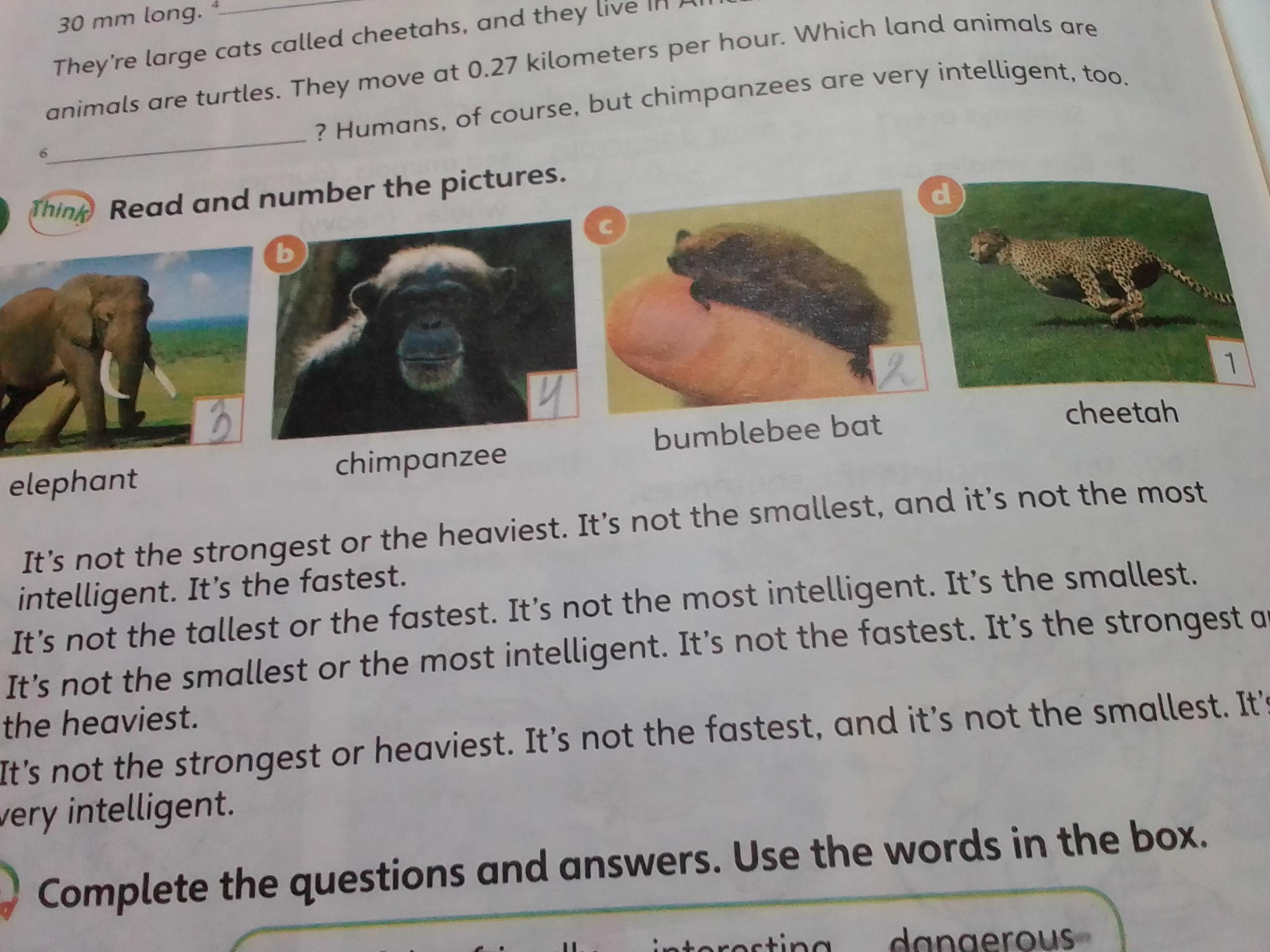 Choose the answer the elephant is. Choose the answer the elephant is
