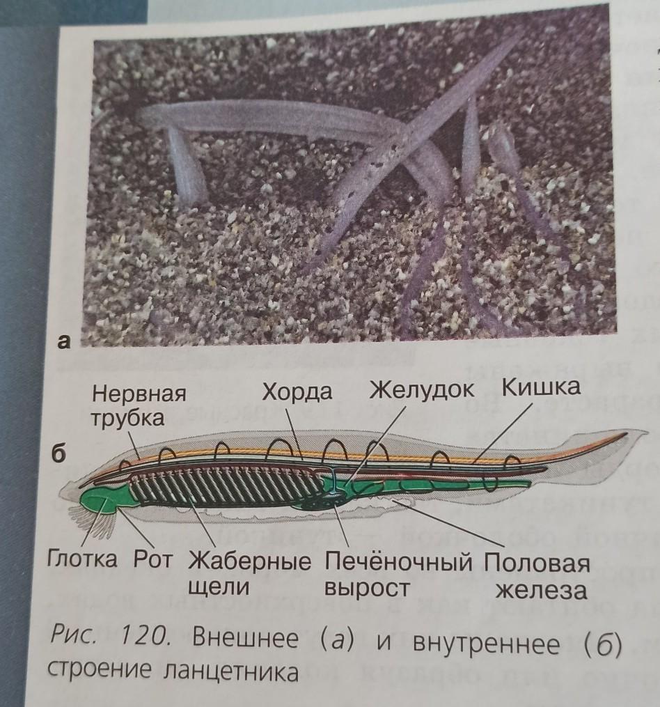Составить план схему строения и жизнедеятельности ланцетника