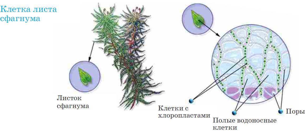 Строение мха кукушкин лен рисунок с надписями