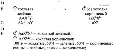 Определение пола у птиц. У канареек гетерогаметным является женский пол. Окраска оперения у птиц сцеплена с х хромосомой. Гетерогаметный пол у птиц. Гомогаметным полом являются.