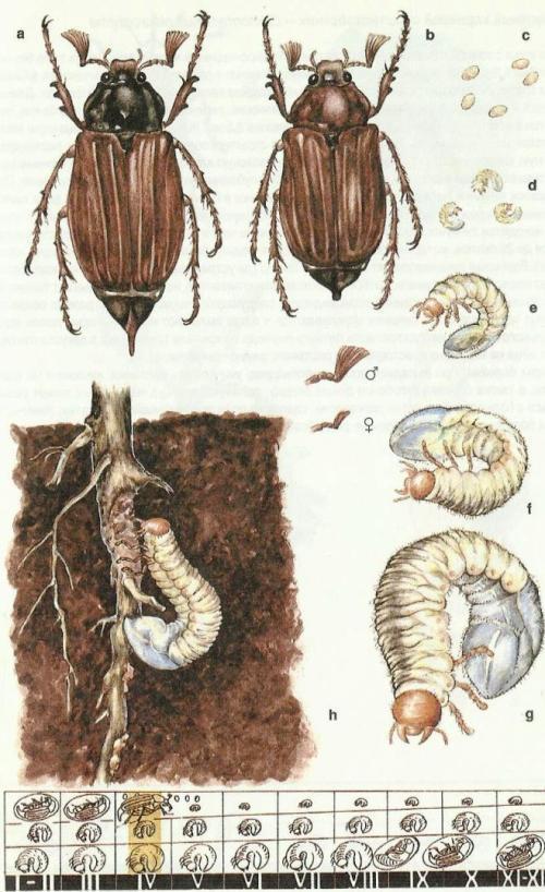 Майский жук развитие. Восточный Майский хрущ личинка. Цикл развития майского жука. Майские хрущи личинки стадии. Восточный Майский хрущ схема.