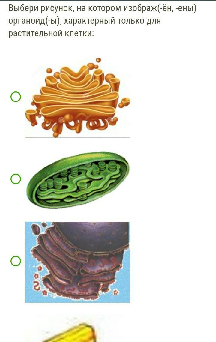 Отметь рисунок на котором изображ ен ены органоид ы не характерный для животной клетки