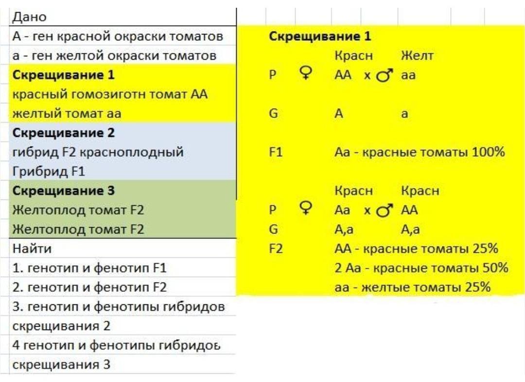 Скрещены гомозиготные растения. У томатов красная окраска доминирует над желтой. У томатов красная окраска плодов доминирует. У томатов красная окраска. У томатов красный цвет плодов доминирует над желтым нормальный.