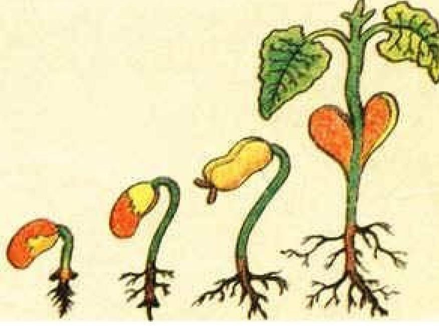 Главный корень у семени. Корневая система проростка фасоли. Надземное проростков фасоли. Проросток семени фасоли. Корешок проростка фасоли.