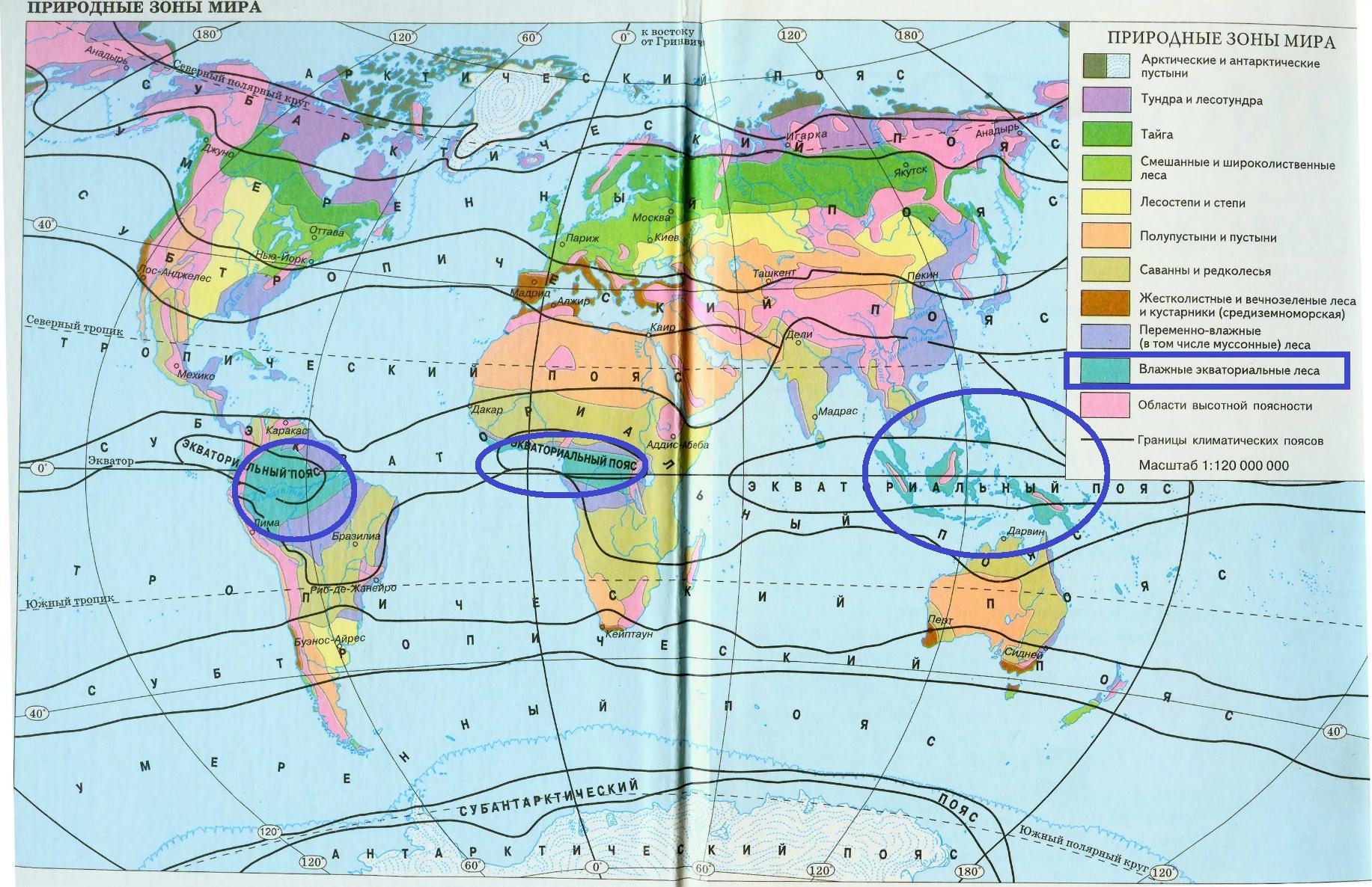 Экваториальный какая природная зона
