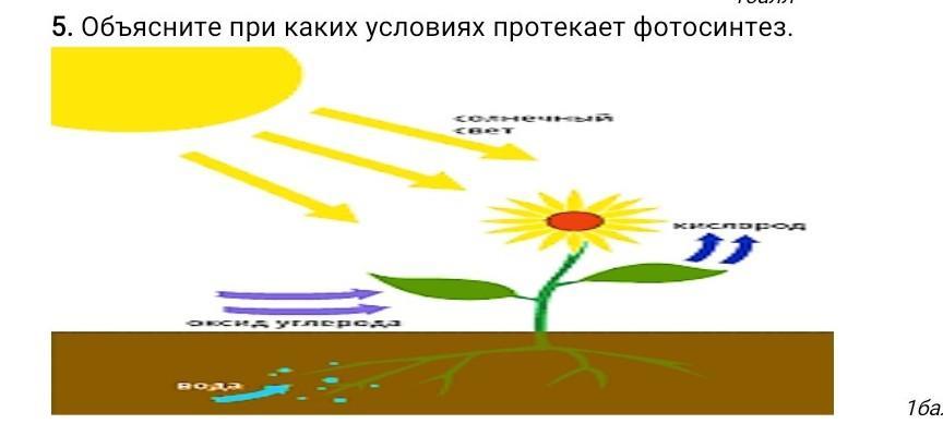 Изучите схему демонстрирующую процесс фотосинтеза протекающий в хлоропласте какое из перечисленных