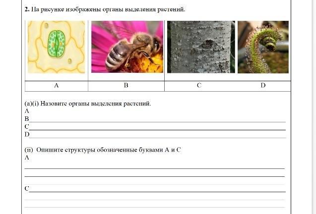 Рабочий лист выделение у растений. Органы выделения у растений. выделение у растений таблица. нарисовать выделение у растений. какой орган изображен на рисунке.