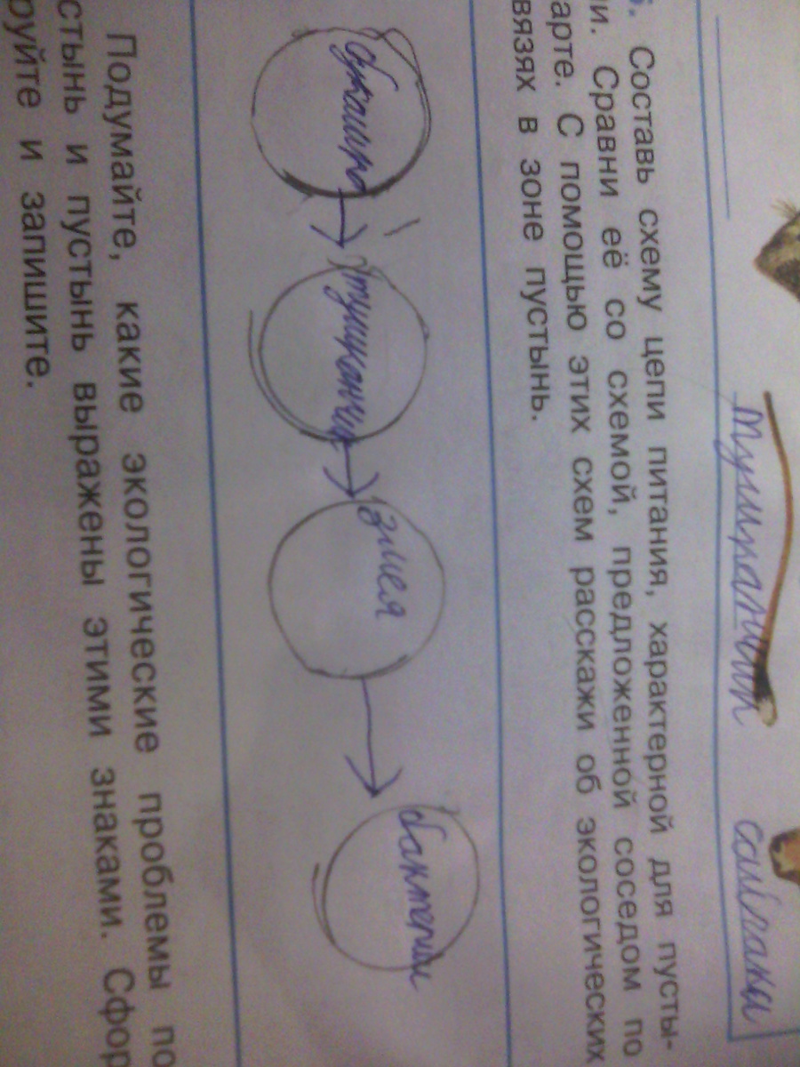 Составь схему цепи питания характерной для лесного сообщества вашего края 4 класс окружающий мир