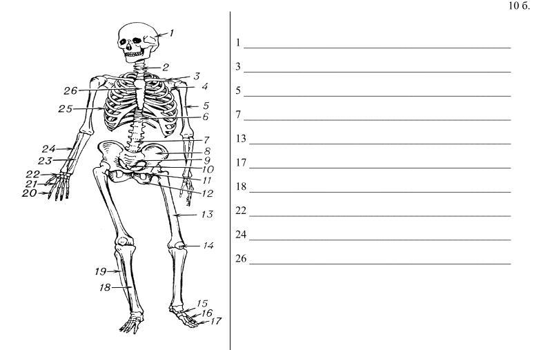 Проверочная скелет человека 8 класс