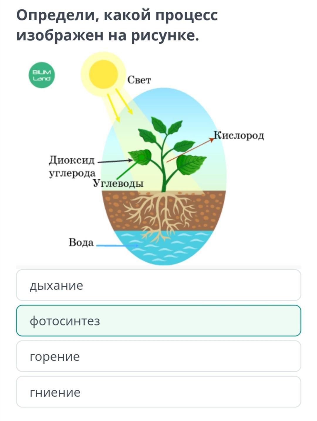 При помощи какого процесса
