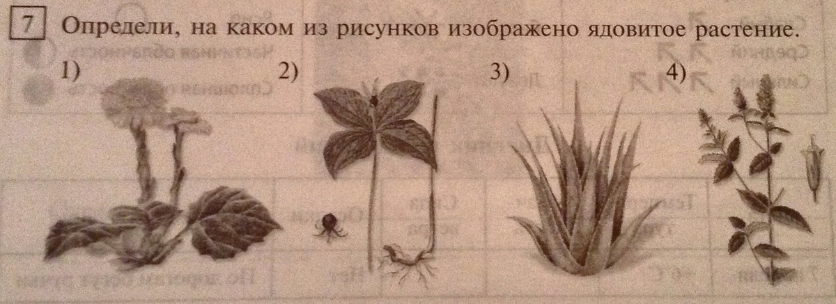 На рисунке 1 изображено растение и внутреннее