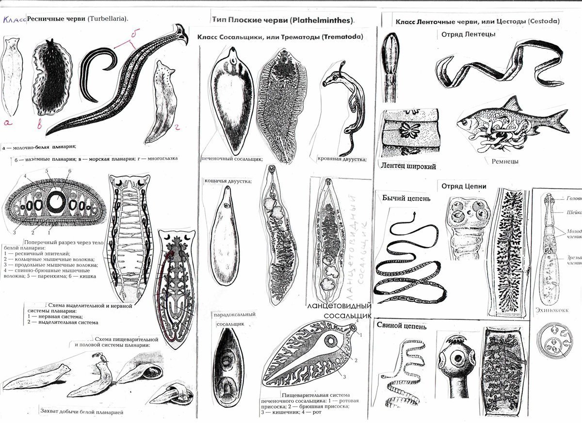 Систематика сосальщиков. Нематоды трематоды цестоды таблица. Схема типы червей 7 класс. Ленточные круглые глисты сосальщики. Тип плоские черви паразиты.