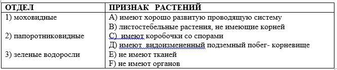 Какие признаки характерны для отдела один из представителей которого изображен на рисунке