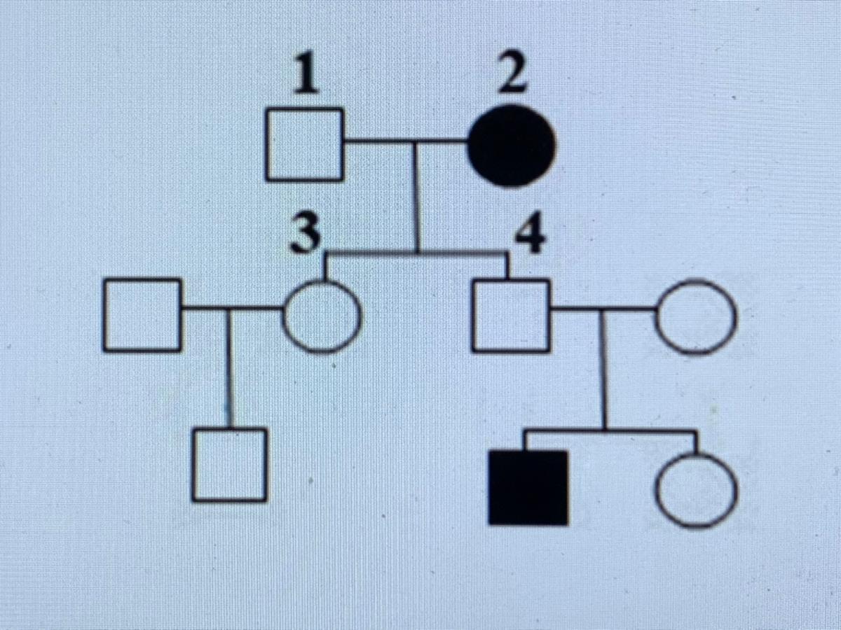 По родословной представленной на рисунке. Определите генотипы потомков обозначенных на схеме 3 4. Рассмотрите рисунок, на котором изображение генеалогического. Рисовать генеалогическую картину по 5 признакам. В родословной на рисунке 2 зачерченные кружочки и квадратики сим.