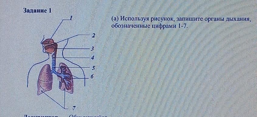 Задание 1 дыхание. Подпишите названия органов дыхательной системы под цифрами.. Рассмотрите рисунок какие органы дыхания обозначены цифрами 1-7. Какие органы дыхания обозначены под цифрами. 23.Подпишите на рисунке названия органов дыхания:.