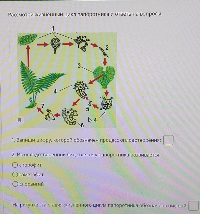 Рассмотрите рисунок на котором изображен фрагмент жизненного цикла папоротника