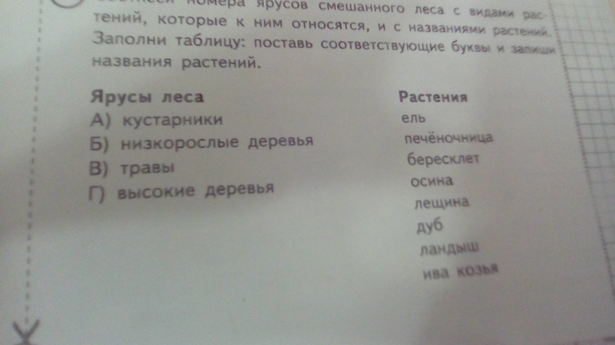 Соотнеси вопросы и ответы. Соотнеси номера ярусов смешанного леса с видами растений которые. Заполни таблицу ( поставь <<+>> или <<_>> ).