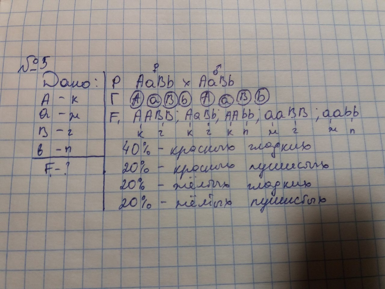 У томатов красная окраска плодов. У томатов красная окраска плодов доминирует. У томатов красная окраска доминирует над жёлтой. У томатов окраска плодов доминирует над жёлтой. У томатов ген красной окраски плодов доминирует над геном.