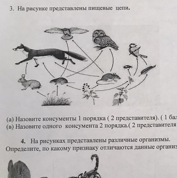 Пищевые связи в сообществах конспект урока. Пищевые Цепочки для дошкольников. Пищевая цепочка круговорот. Пищевые связи круговорот веществ и энергии в экосистемах. Пищевые связи в экосистеме презентация.