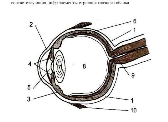 Строение глаза рисунок биология