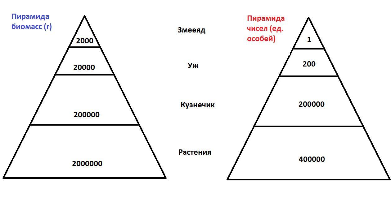 Пирамида нерюнгри. Пирамида биомассы. Пирамида цифр пищевой цепи. Пирамида математика. Составляющие пирамиды биомассы.