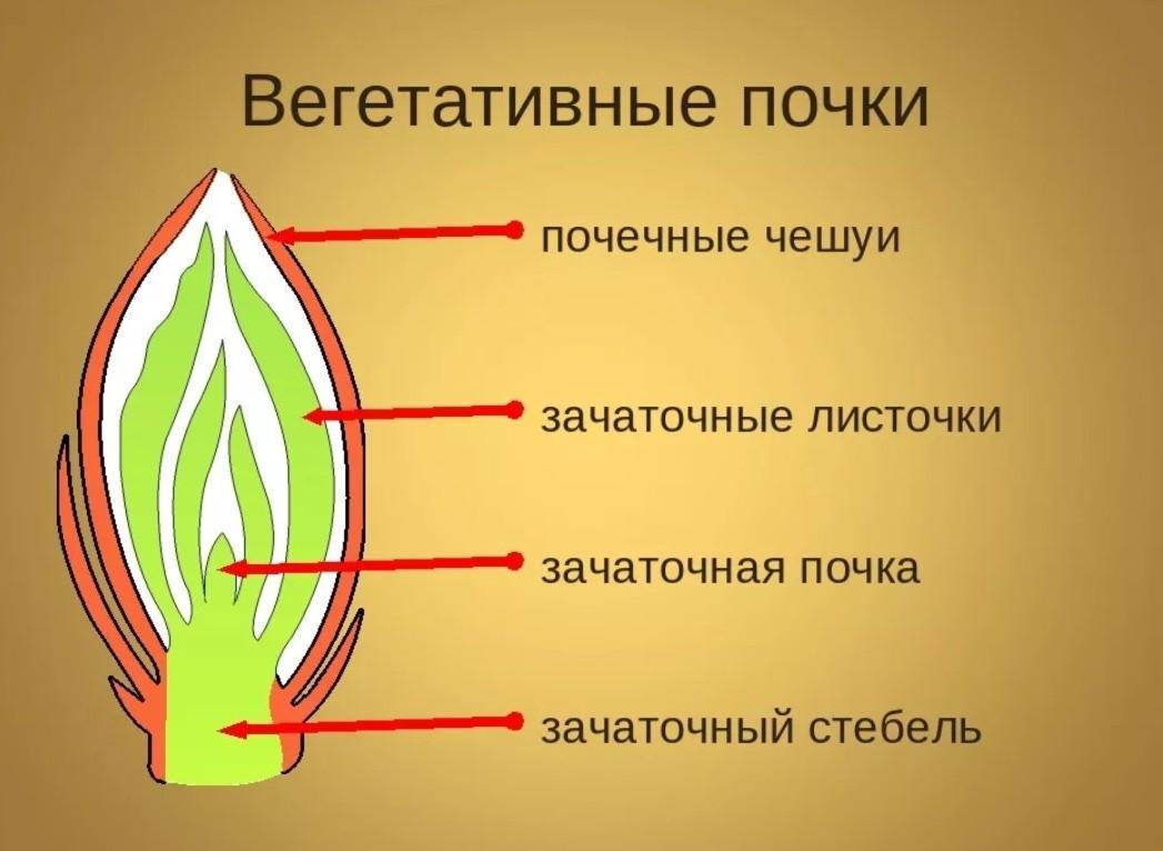 Покажите стрелками и подпишите на рисунке зачаточный стебель конус нарастания зачаточные листья