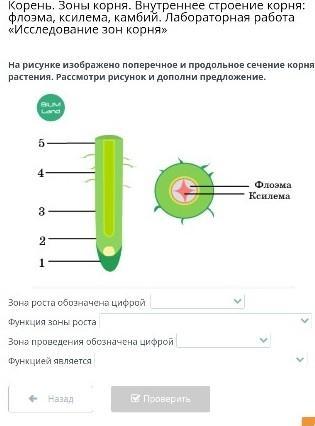 На рисунке изображено поперечное сечение листа рассмотри рисунок и дополни текст основная ткань