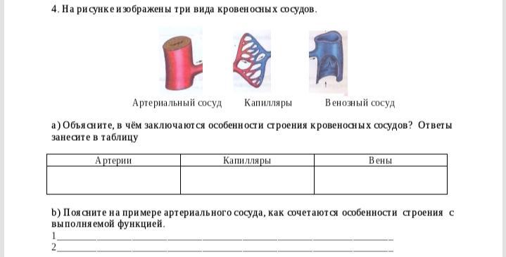 Какой кровеносный сосуд обозначен на рисунке 3. Строение и функции сосудов таблица. На рисунке изображены строение сосудов артерий. Укажите особенности строения и свойств венозных сосудов. Таблица по биологии 8 класс артерии вены и капилляры.