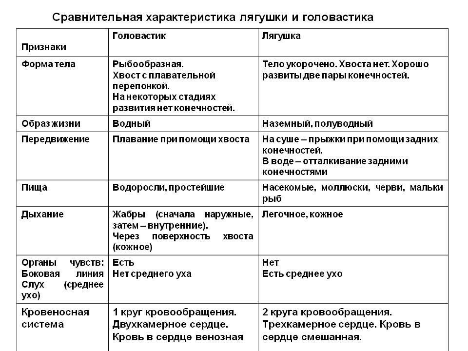 У головастика 1 круг кровообращения. Таблица по биологии особенности внутреннего строения земноводных. Сравнительная таблица внутреннего строения лягушки и головастика. Таблица по внутреннему строению земноводных 7 класс. Таблица система органов особенности строения земноводных.