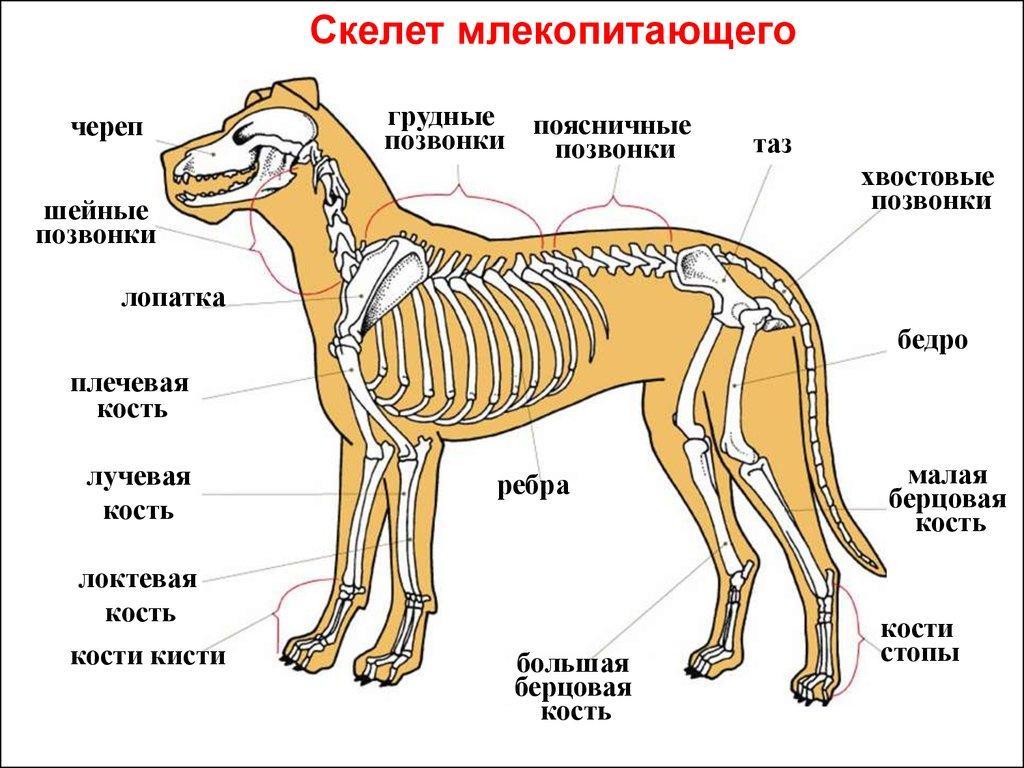 Укажите название зубов обозначенных на рисунке у млекопитающих