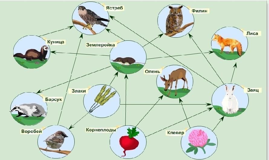 Составление схем передачи веществ и энергии по цепям питания в природной экосистеме