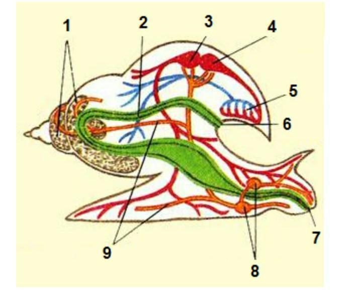 8 рассмотрите рисунки. Рассмотри рисунок.. Общее название органов указанных на рисунке. Метанефридии у моллюсков. Название органов улитки.