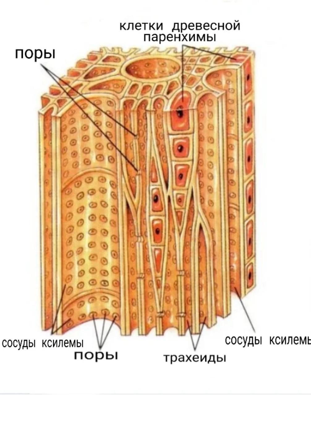 На рисунке изображена проводящая ткань. Клетки ксилемы ядра. Трахеиды ткань. Ткани растений трахеиды. Схема строения трахеиды.
