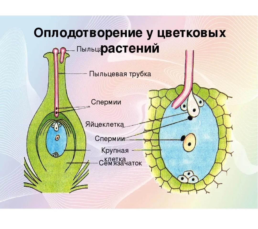 На представленном ниже рисунке ученик зафиксировал в виде