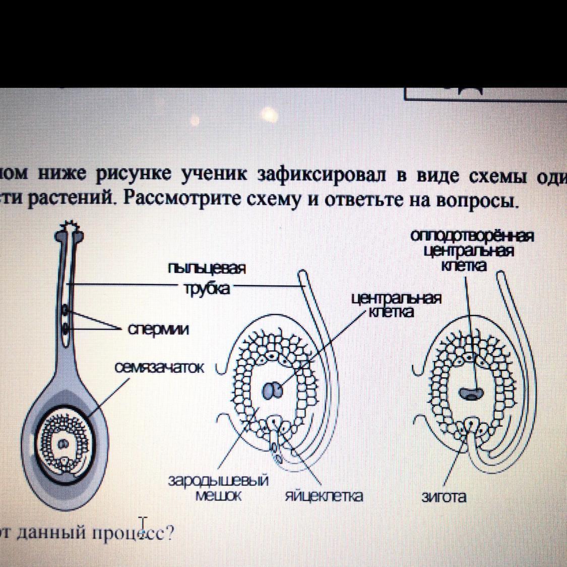 Впр биология 6 класс на представленном ниже рисунке ученик зафиксировал