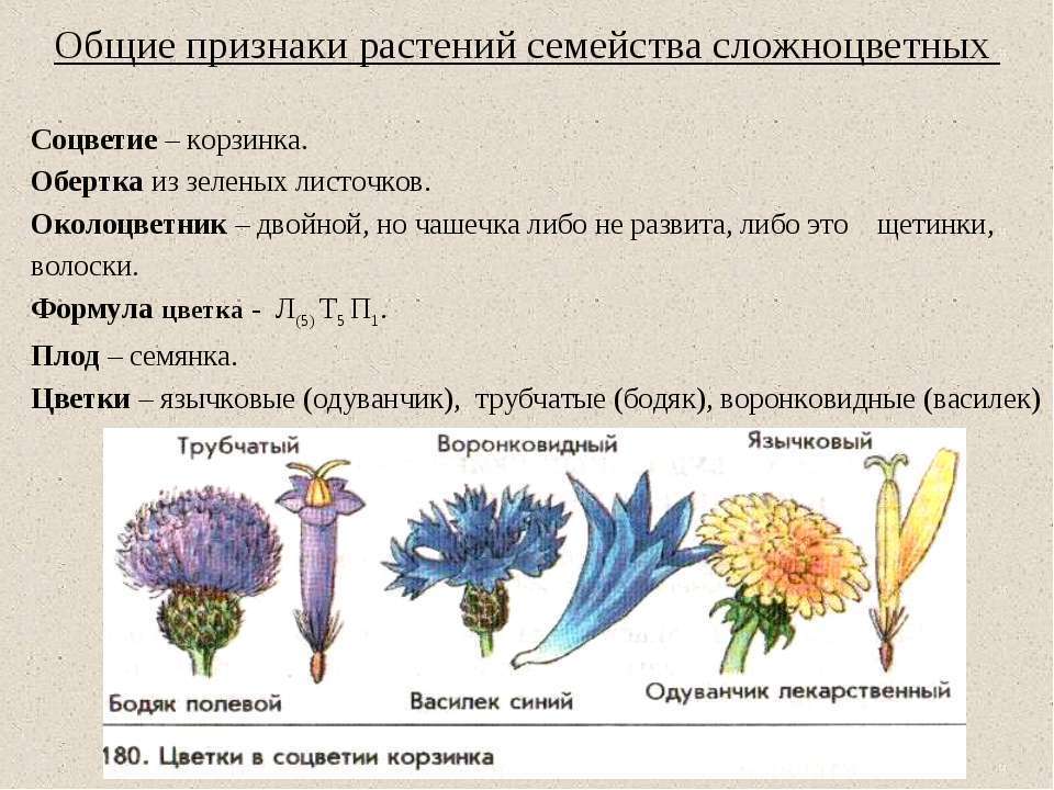 Презентация семейство пасленовые бобовые сложноцветные