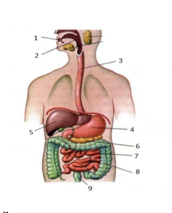 Пищеварительная система человека рисунок с подписями