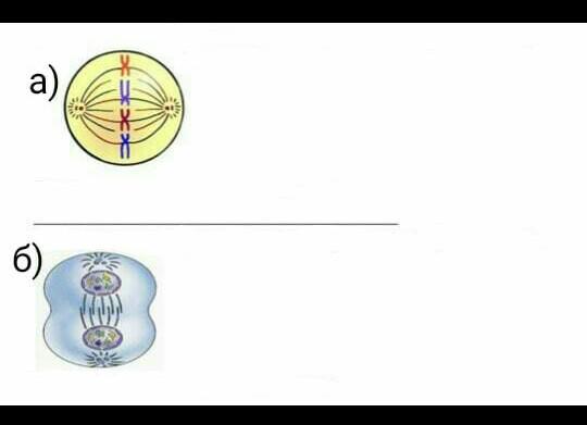 Рассмотрите рисунок со схематическим изображением деления клетки. Рассмотрите рисунок изображающий митотическое. Рисунок, на котором изображено деление. Какой Тип и фаза деления клетки изображены на рисунке. Рисунок, на котором изображено деление 2 класс.