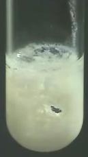 Нитрат свинца и хлорид калия. Фосфат свинца 2. Свинец II азотнокислый. Хлорид свинца 2. Йодид свинца (II).