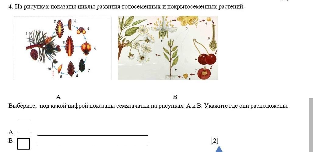 Выберите верные признаки изображенного на рисунке