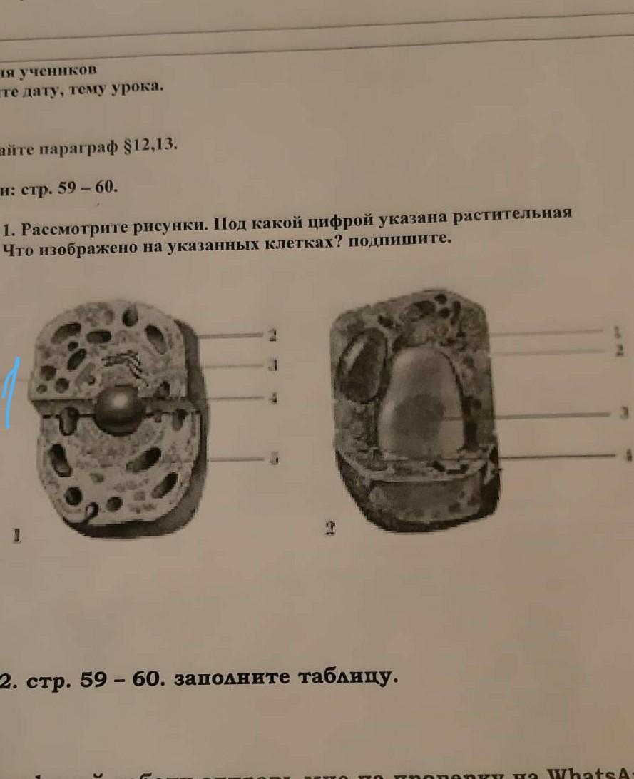 Что указано под цифрой 3 биология. Название частей цветка. Что указано под цифрой 3 биология. Что указано под цифрой 3 биология. Что обозначает цифра 3 над словом.