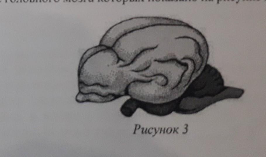 К какому классу относят животных строение головного мозга которых показано на рисунке костные рыбы