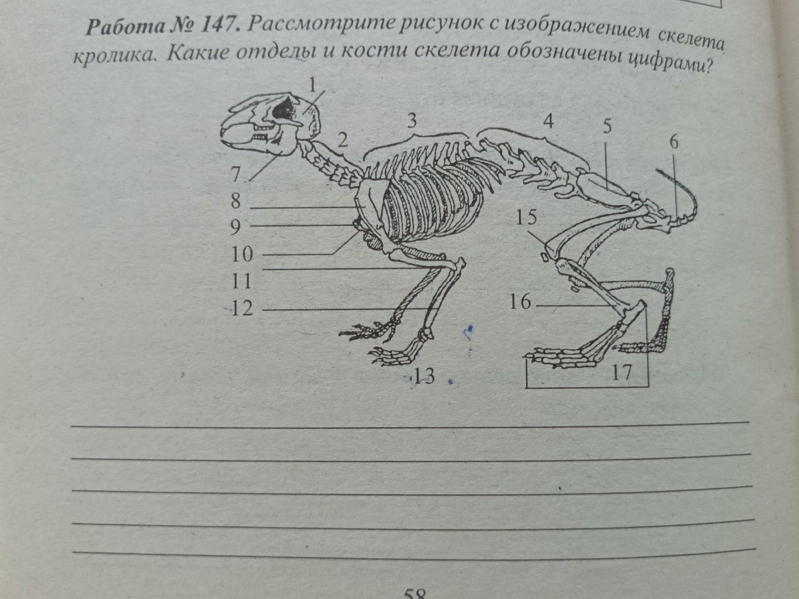 Рассмотрите рисунок напишите названия указанных цифрами частей кости